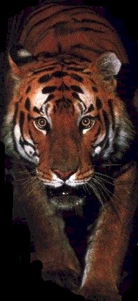 Tiger in the Shadows